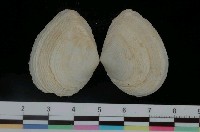 藏品(波紋櫻蛤)的圖片